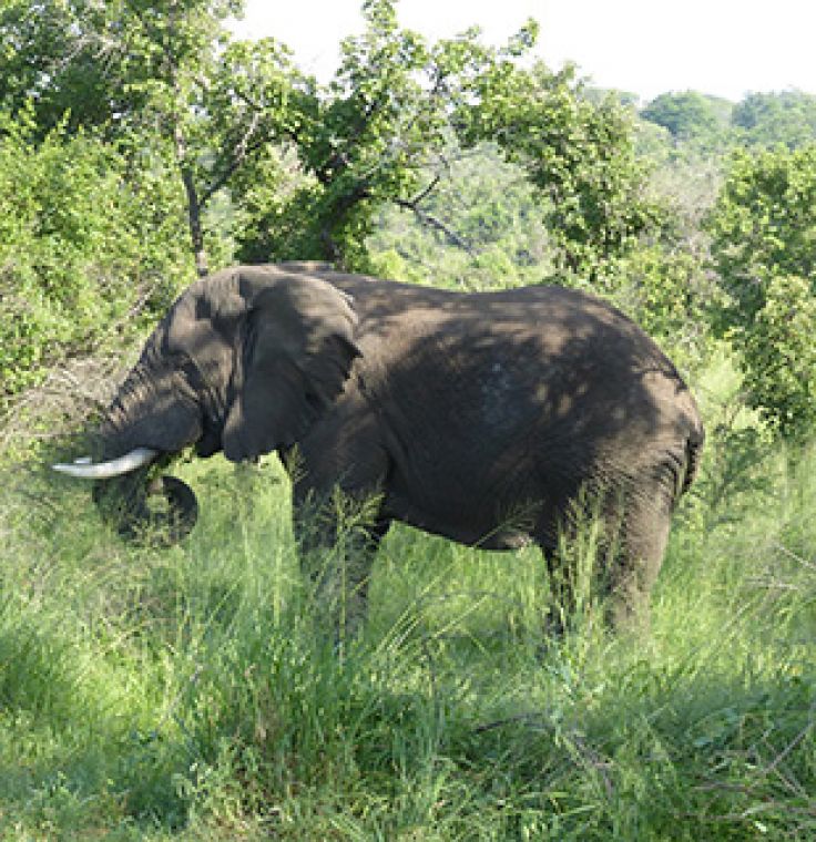 Rwanda elephant
