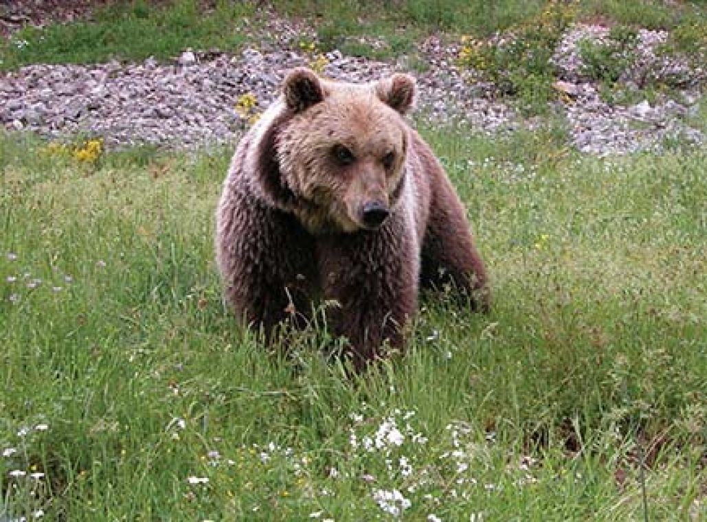 Abruzzo bear