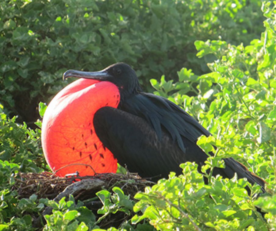 Ecuador frigatebird