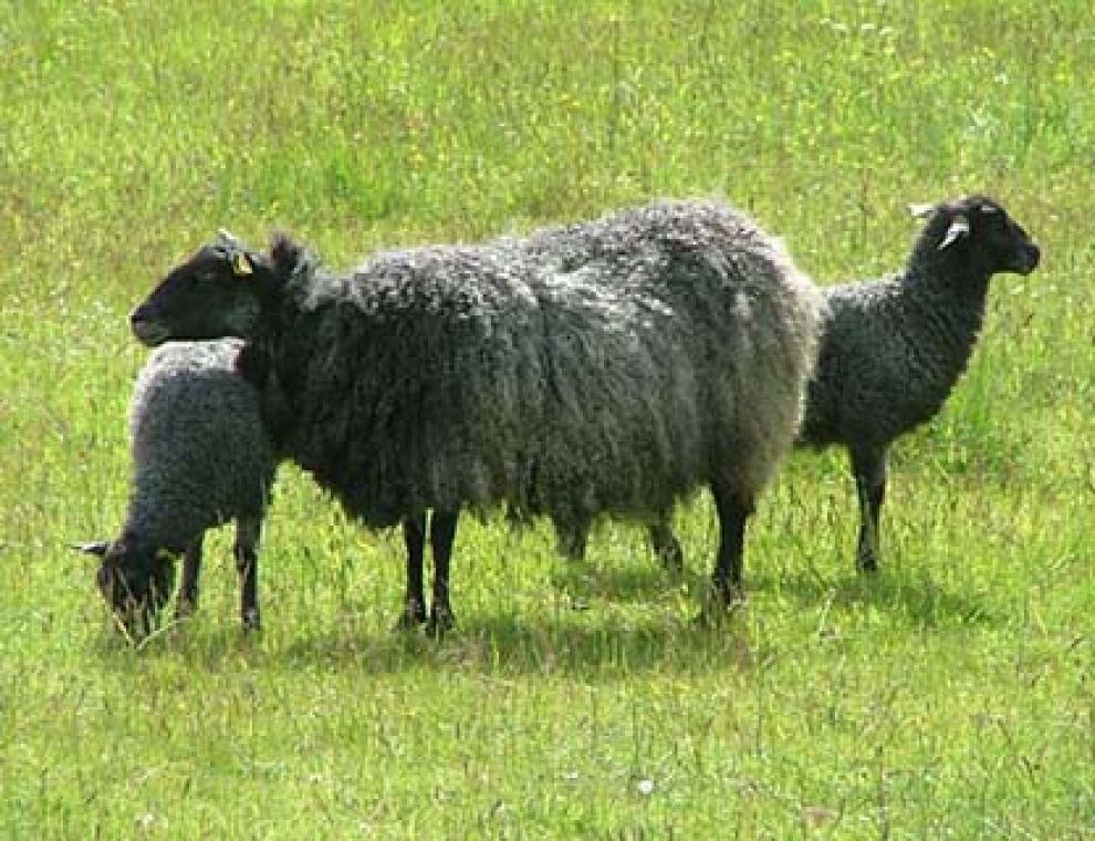 Gotland sheep