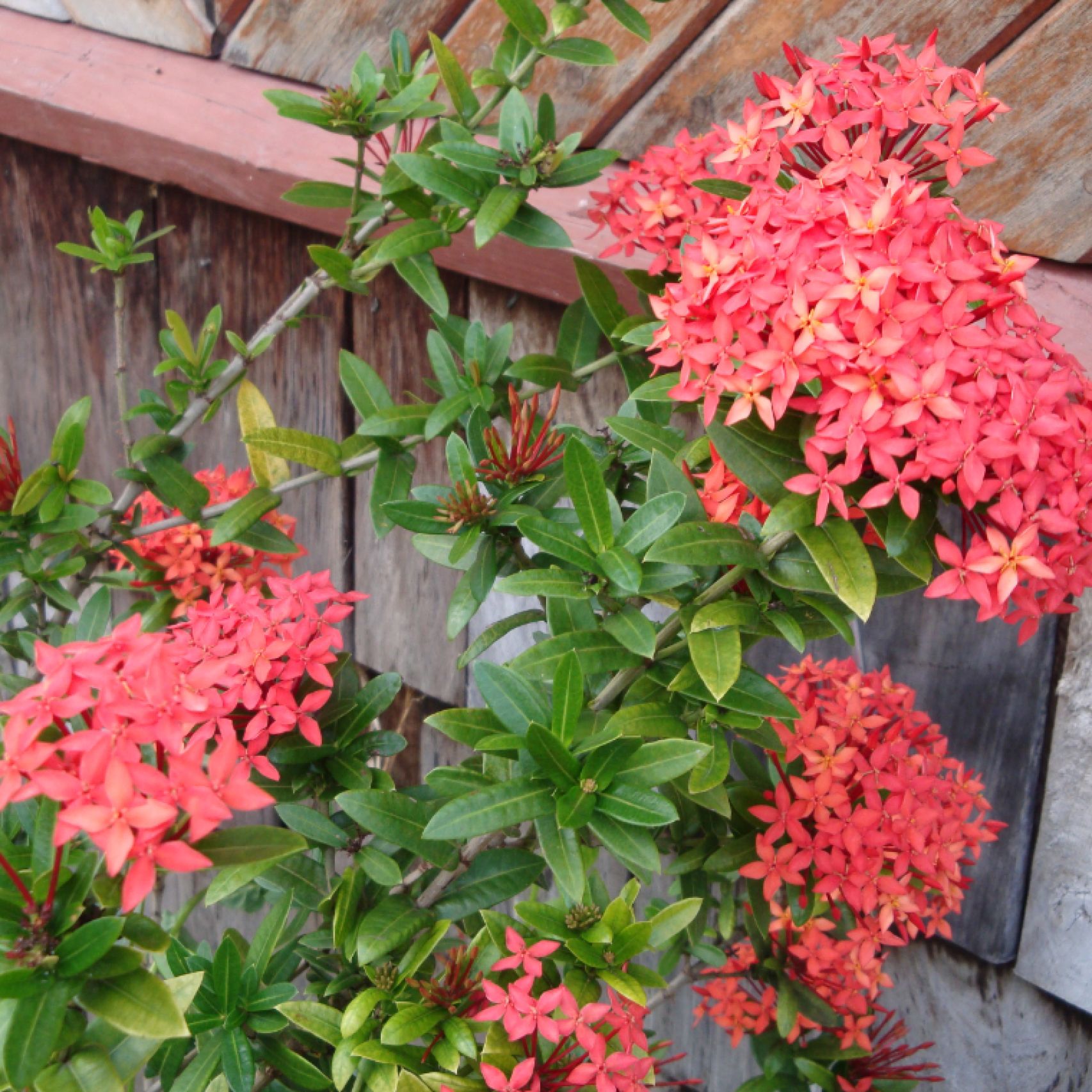 Grenada ixora