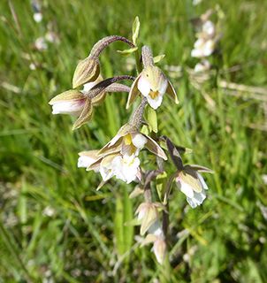 Estonia marsh helleborine