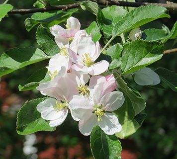 Norway blossom