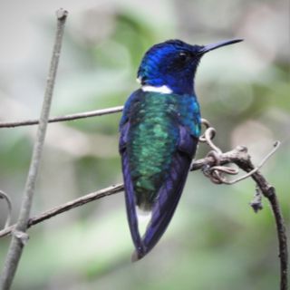 Panama hummingbird