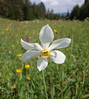 Montenegro narcissus