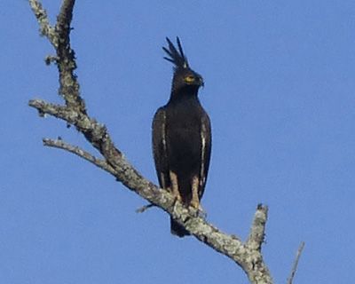 Rwanda long crested eagle