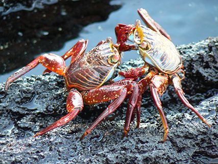 Galapagos crabs