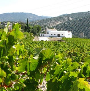 Andalusia vineyard