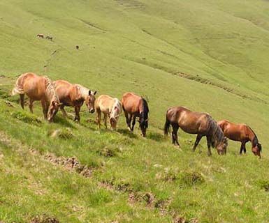 Romania horses