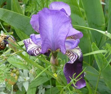 Abruzzo iris