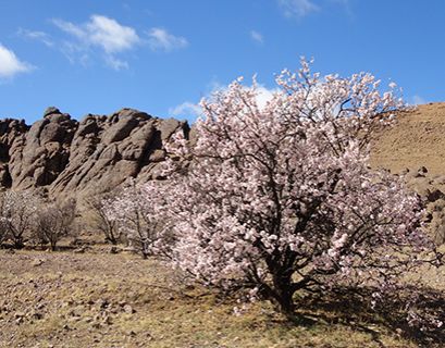 Almond blossom