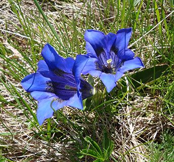 Montenegro gentian