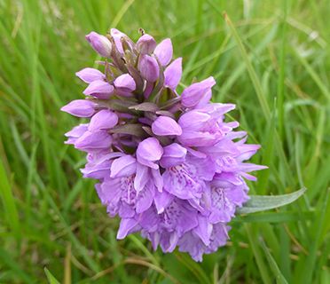 Faroes orchid