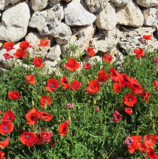 Menorca poppies