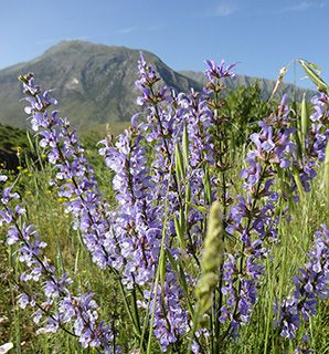 Albania Salvia