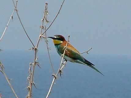 TNC beeeater