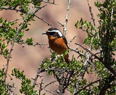 Moussier's redstart