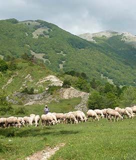 Abruzzo sheep