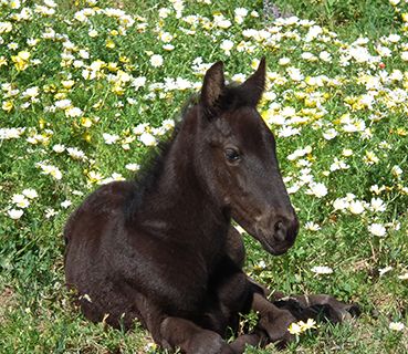 Menorca foal