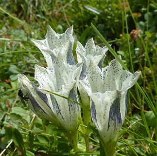 Santa Fe gentian