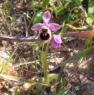 Menorca Sawfly orchid